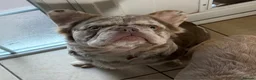 French Bulldog dogs for stud: MR LAS VEGAS  - Advert 4