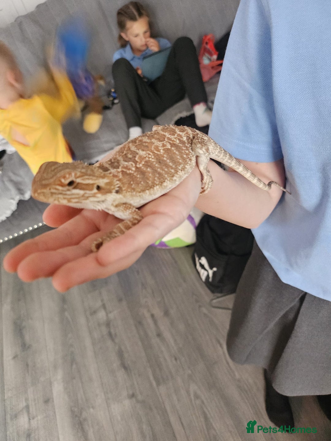 Bearded Dragon reptiles for sale: Bearded dragons  - Image 3
