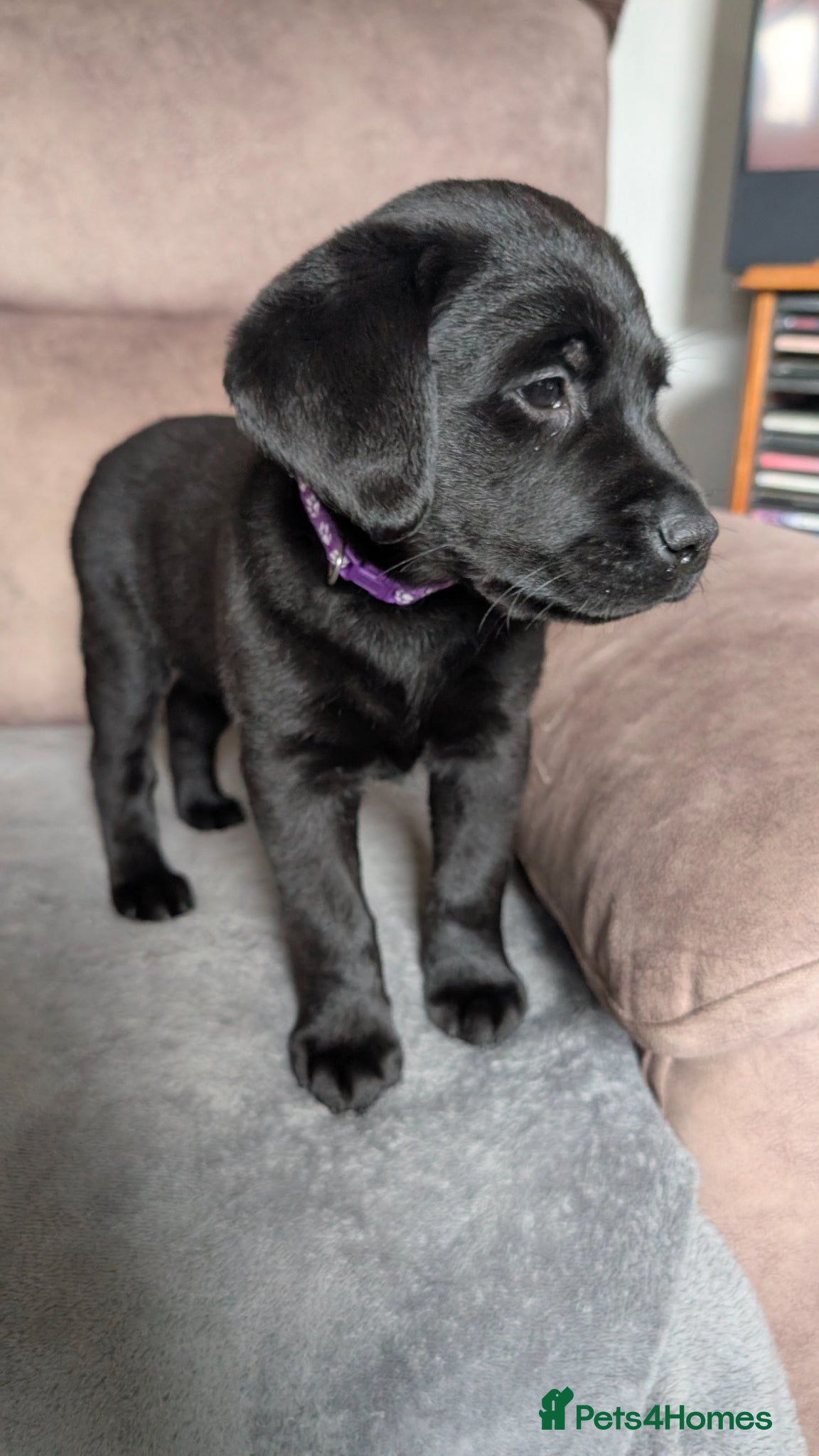 Labrador Retriever Puppy 3
