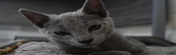 Russian Blue cats for sale: Beautiful Russian Blue Kittens – Ready Now in Amersham - Advert 9