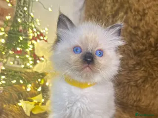 Ragdoll cats GCCF Sealpoint Lynx Mitted Ragdoll Kittens - Advert 6