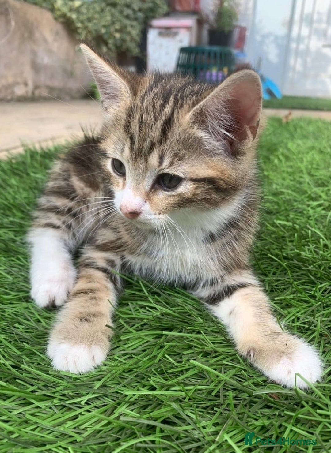 Mixed Breed cats for sale: Ginger tabby kittens - Image 4