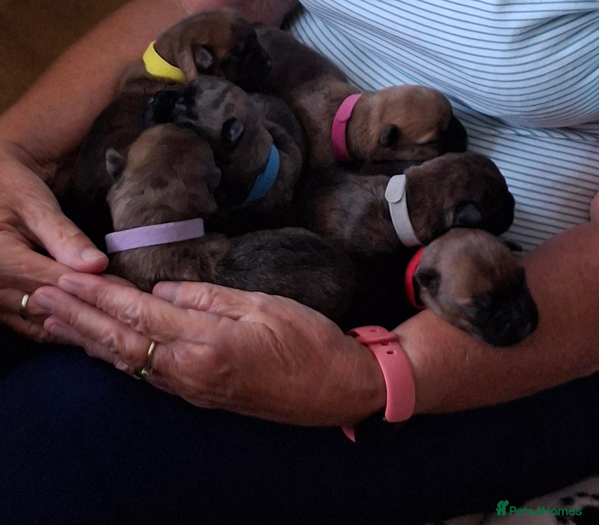 Cairn Terrier dogs for sale: Stunning pedigree litter bred from champion cairns - Advert 1