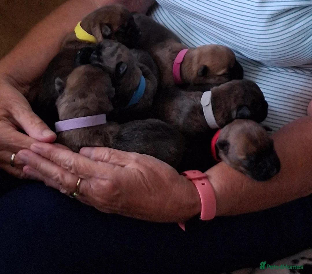 Cairn Terrier dogs for sale: Stunning pedigree litter bred from champion cairns - Advert 1