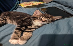 Domestic Shorthair cats for sale: 4 beautiful kittens - Image 13