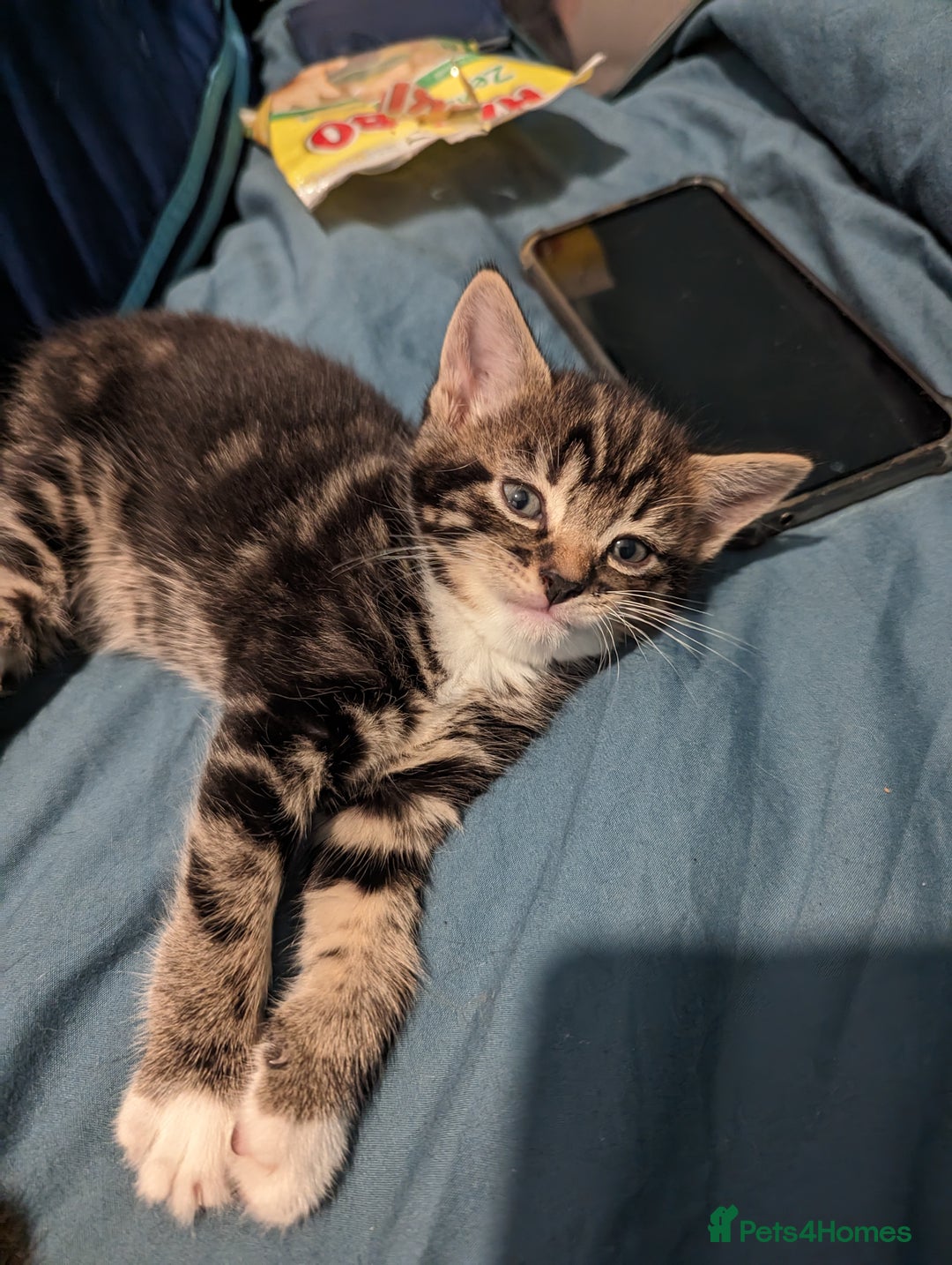 Domestic Shorthair cats for sale: 4 beautiful kittens - Image 13