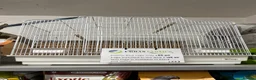 Parakeets birds for sale: Hand Reared Parrots/parakeets At Urban Exotics  - Advert 13