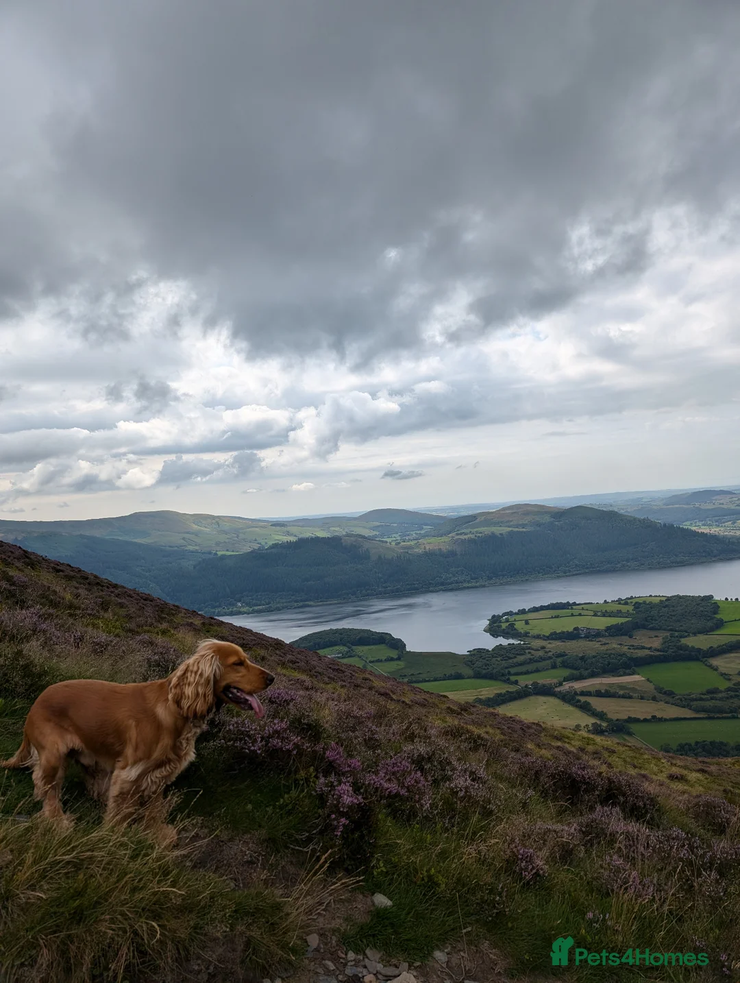 Cocker Spaniel dogs for sale: 3 year old male Golden cocker in Wigton - Advert 6