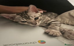 Bengal cats for sale: Grey/Silver Bengal Kitten (Male) - Image 2
