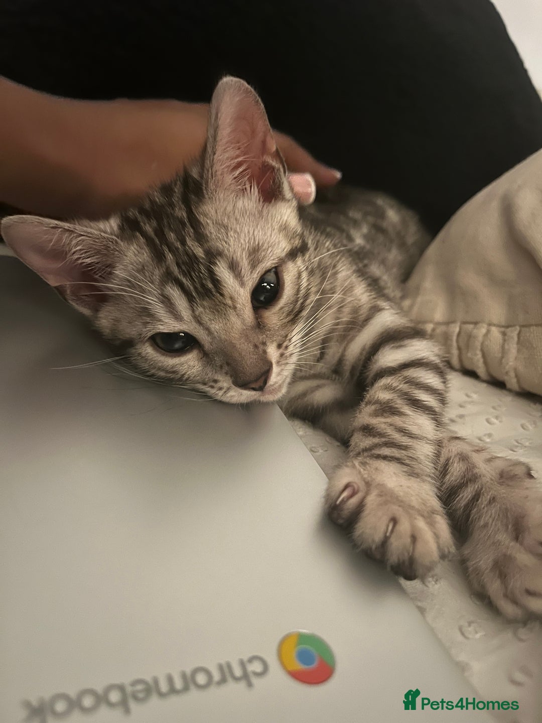 Bengal cats for sale: Grey/Silver Bengal Kitten (Male) - Image 2