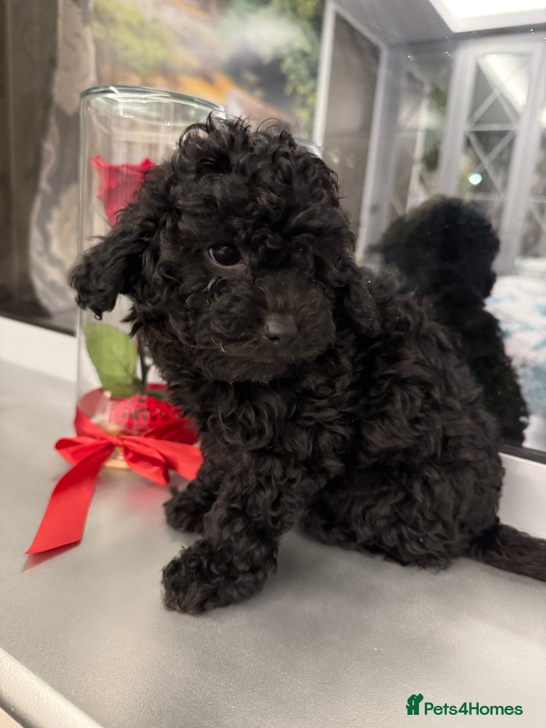 Cockapoo dogs for sale: Beautiful Cockapoo miniature (toy) black, tuxedo - Advert 6