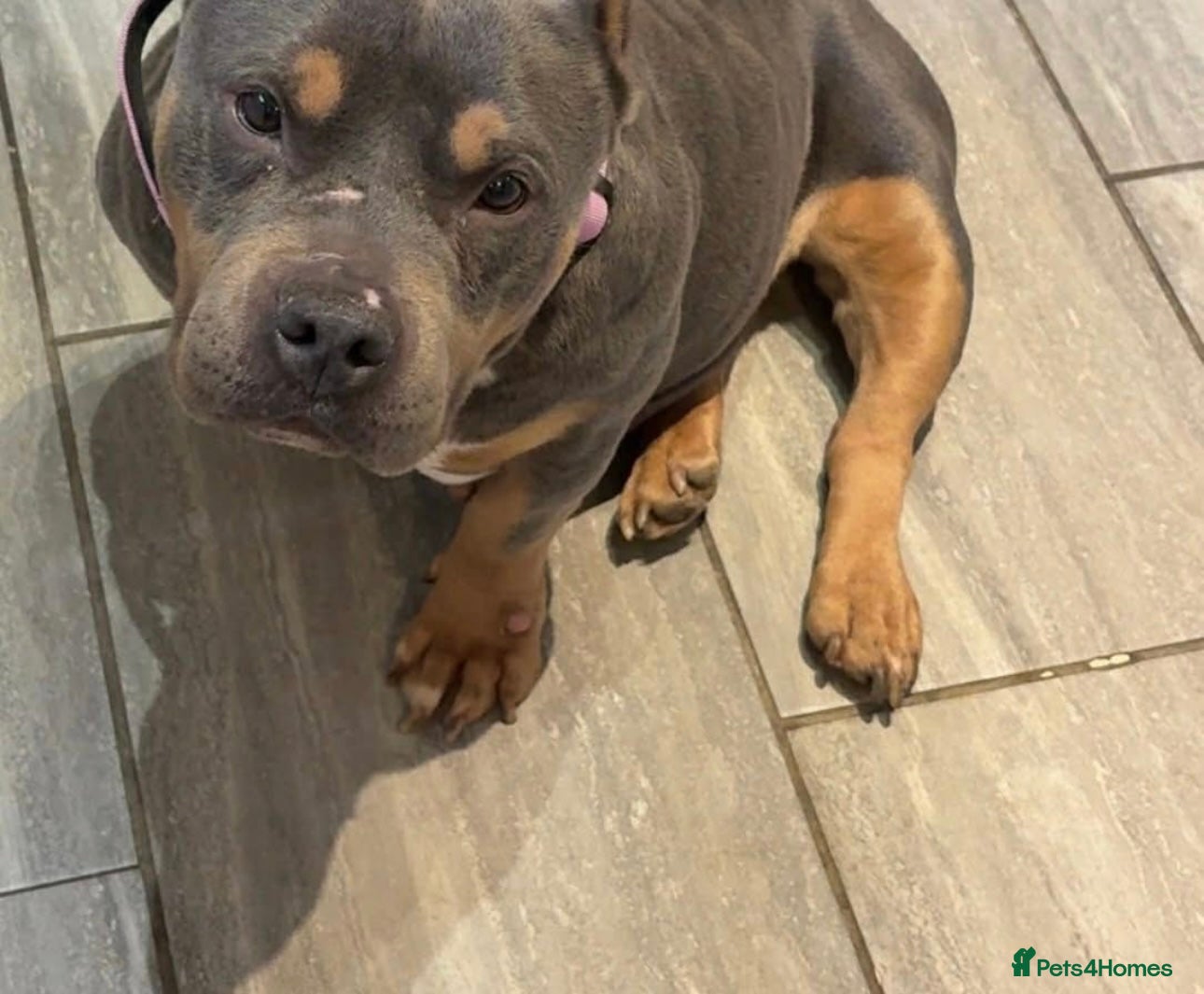 American Bully dogs Pocket bully female - Advert 17