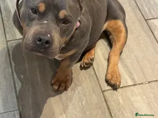 American Bully dogs Pocket bully female - Advert 17