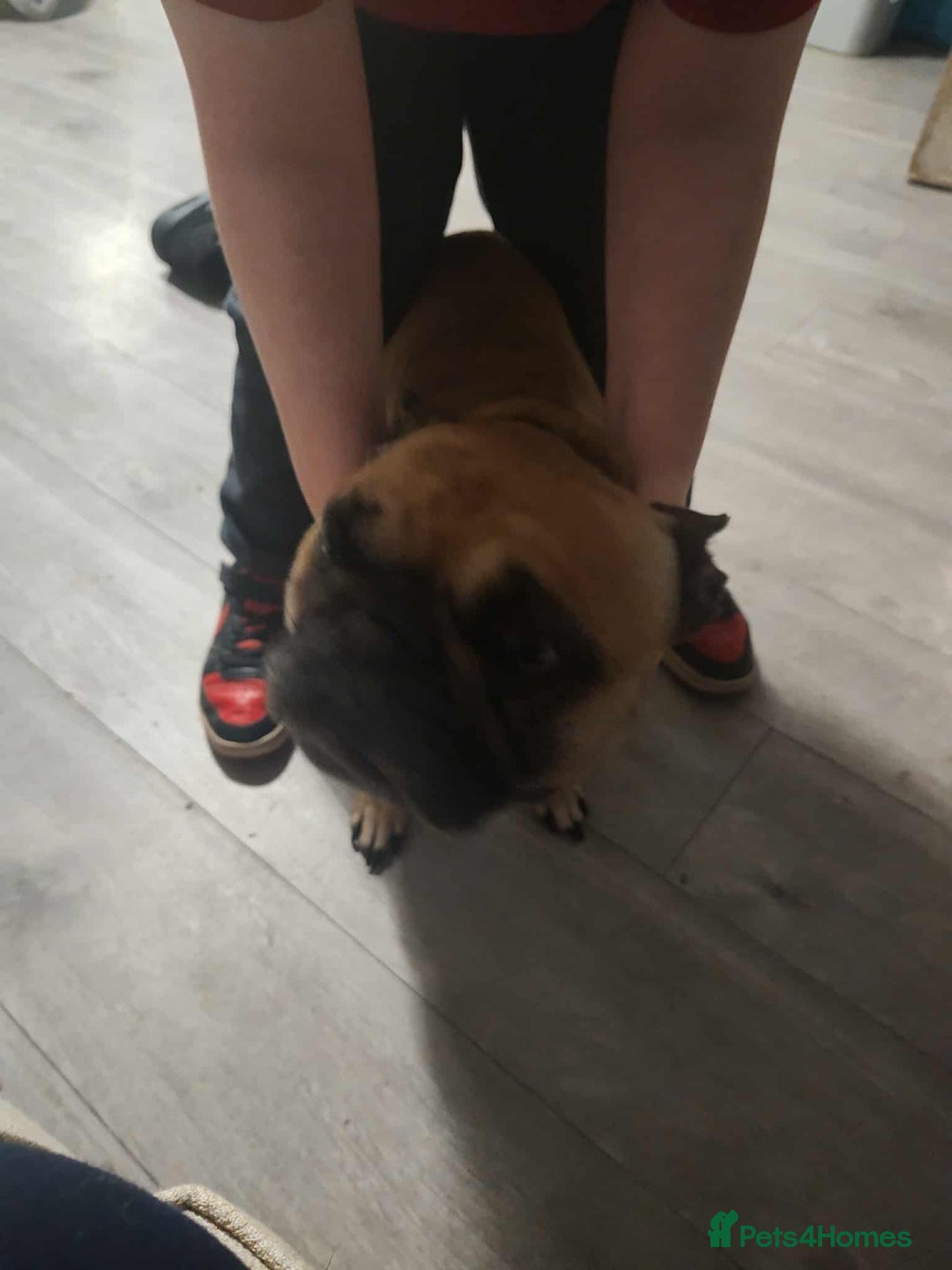 French Bulldog dogs for sale: Female French bulldog  - Advert 3