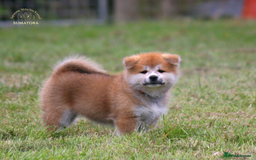 Japanese Akita Inu dogs for sale: ♥OUR PUPPIES ARRIVED♥ in Builth Wells - Image 29