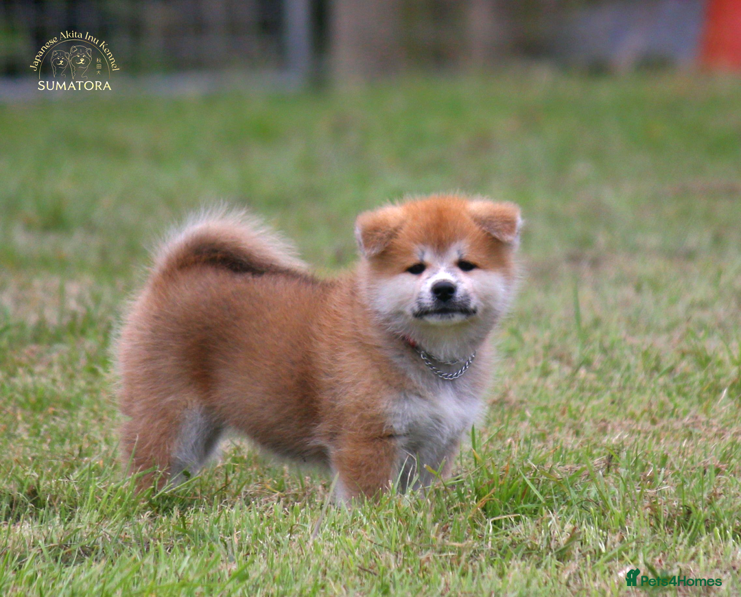 Japanese Akita Inu dogs for sale: ♥OUR PUPPIES ARRIVED♥ in Builth Wells - Image 29