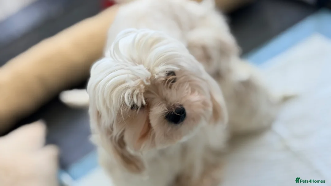 Maltipoo dogs for sale: Asian Toy Maltipoos  - Advert 2