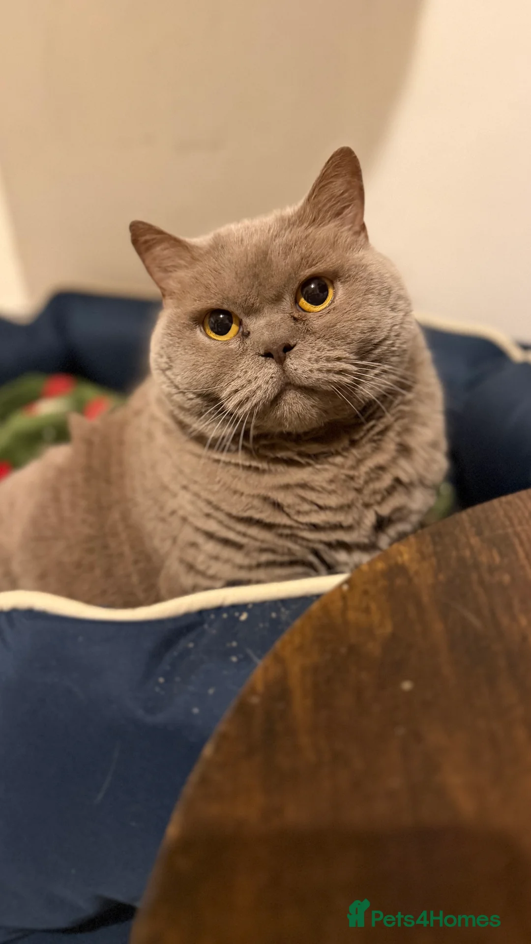 Mixed Breed cats for sale: Bsh x ragdoll ready 27th of feb - Advert 7