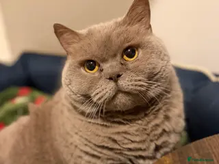 Mixed Breed cats Bsh/maine coon cross - Advert 1