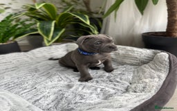 Staffordshire Bull Terrier dogs for sale: 🔷 Pharaon Champion Line Pups 🔷 in Wolverhampton - Image 20