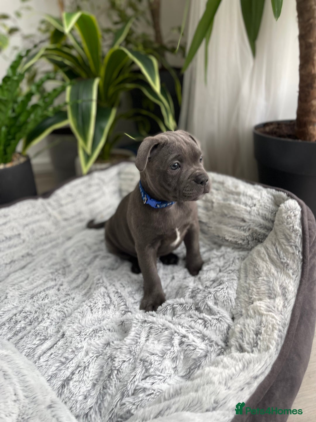 Staffordshire Bull Terrier dogs for sale: 🔷 Pharaon Champion Line Pups 🔷 in Wolverhampton - Image 20