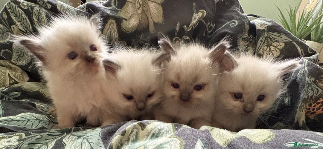 Ragdoll cats for sale: 3 Stunning Ragdoll boys - Image 15