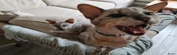 Cornish Rex cats for sale: Very friendly pair male Cornish rex - Advert 3
