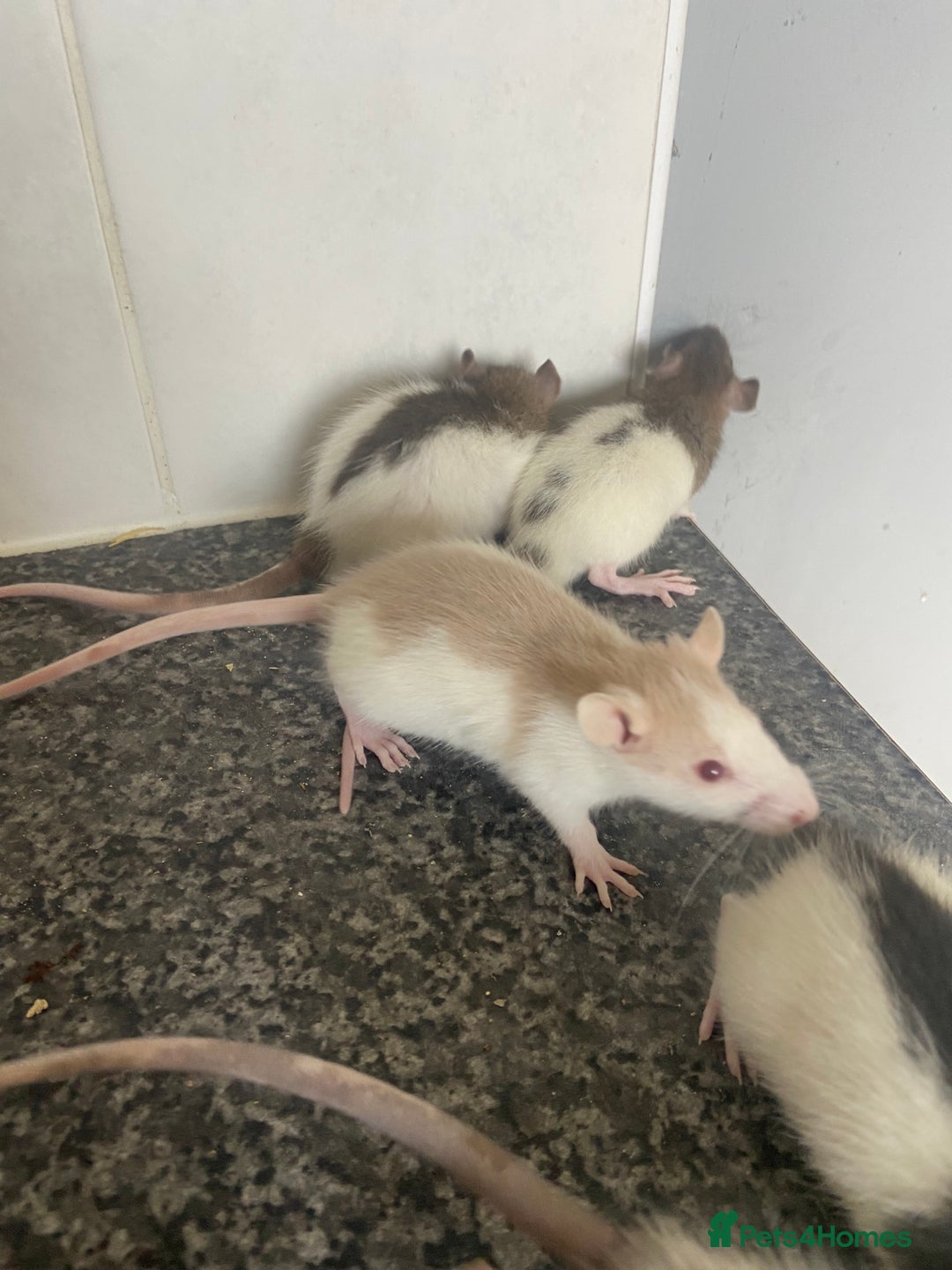 Rat rodents for sale: Pet rats - Image 8
