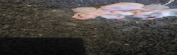 Mixed Breed rabbits for sale: Our little biscuit had babies ( 7 still available  - Advert 4