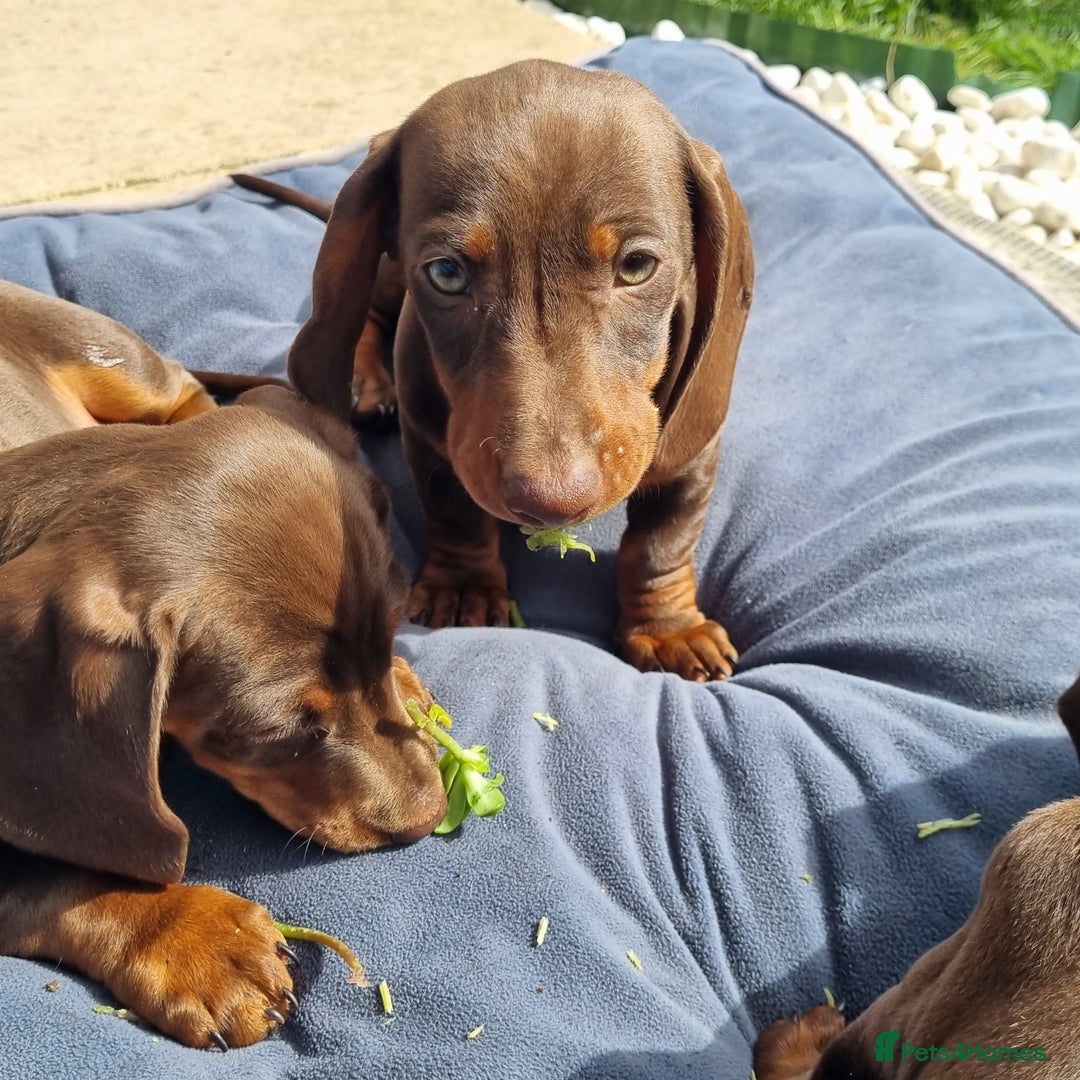 Miniature Dachshund dogs for sale: Mini Dachshund Puppies - Image 5