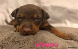 Dobermann dogs for sale: Doberman puppies  - Image 17