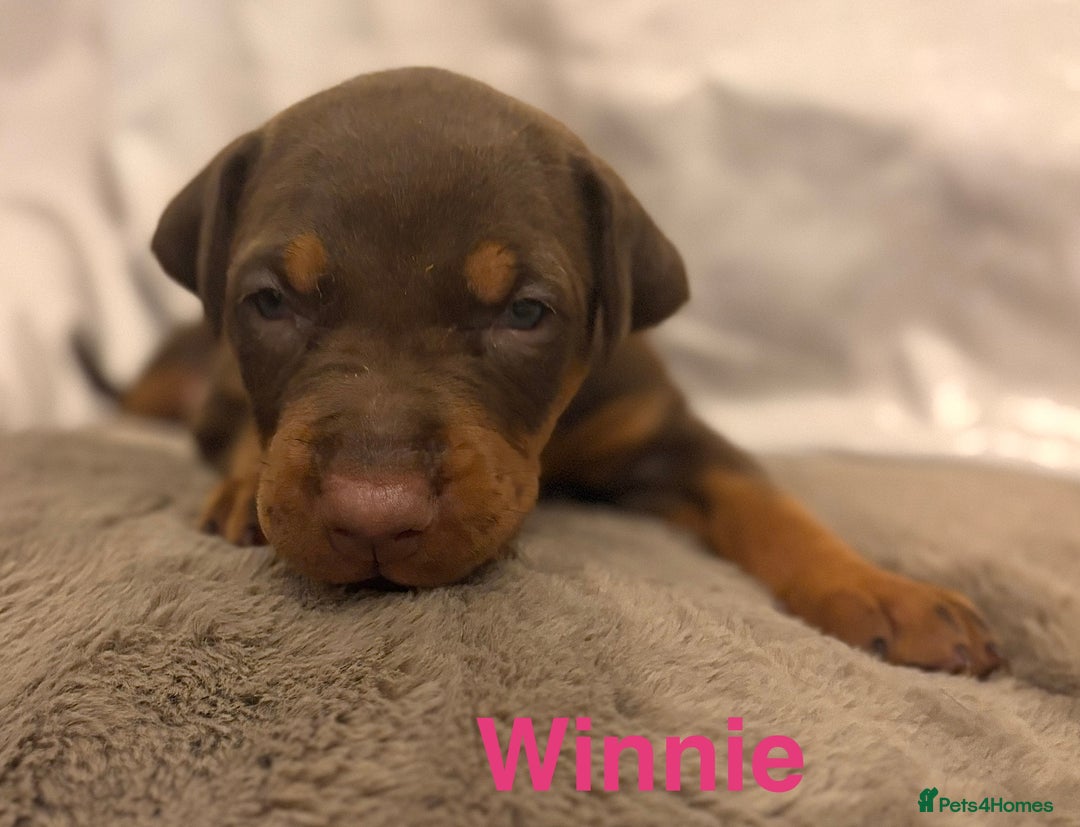 Dobermann dogs for sale: Doberman puppies  - Image 17