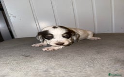 Sprocker dogs for sale: Sprocker puppies - Image 13