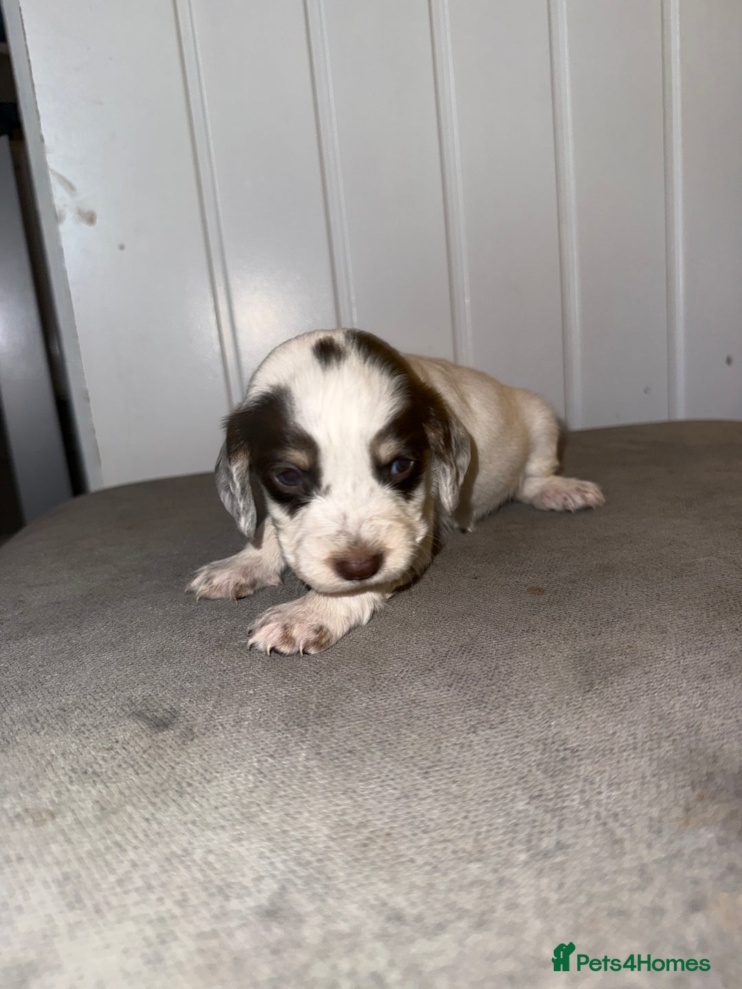Sprocker dogs for sale: Sprocker puppies - Image 13
