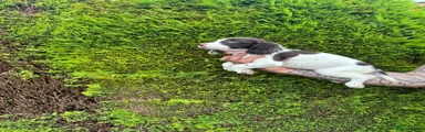 English Springer Spaniel 6