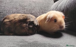 Guinea Pig rodents for sale: Cute pair boy guinea pigs  - Image 1