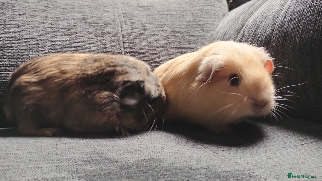 Guinea Pig rodents for sale: Cute pair boy guinea pigs  - Image 1
