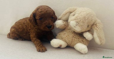 Cockapoo dogs - Advert 11