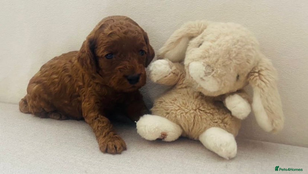 Cockapoo dogs for sale: Extensively health tested F1b Faux red cockapoo - Image 2