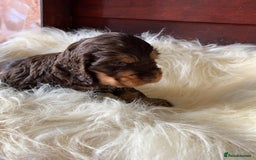 Cocker Spaniel dogs for sale: 5* LICENSED KC SHOW H/TESTED PUPPIES  - Image 21