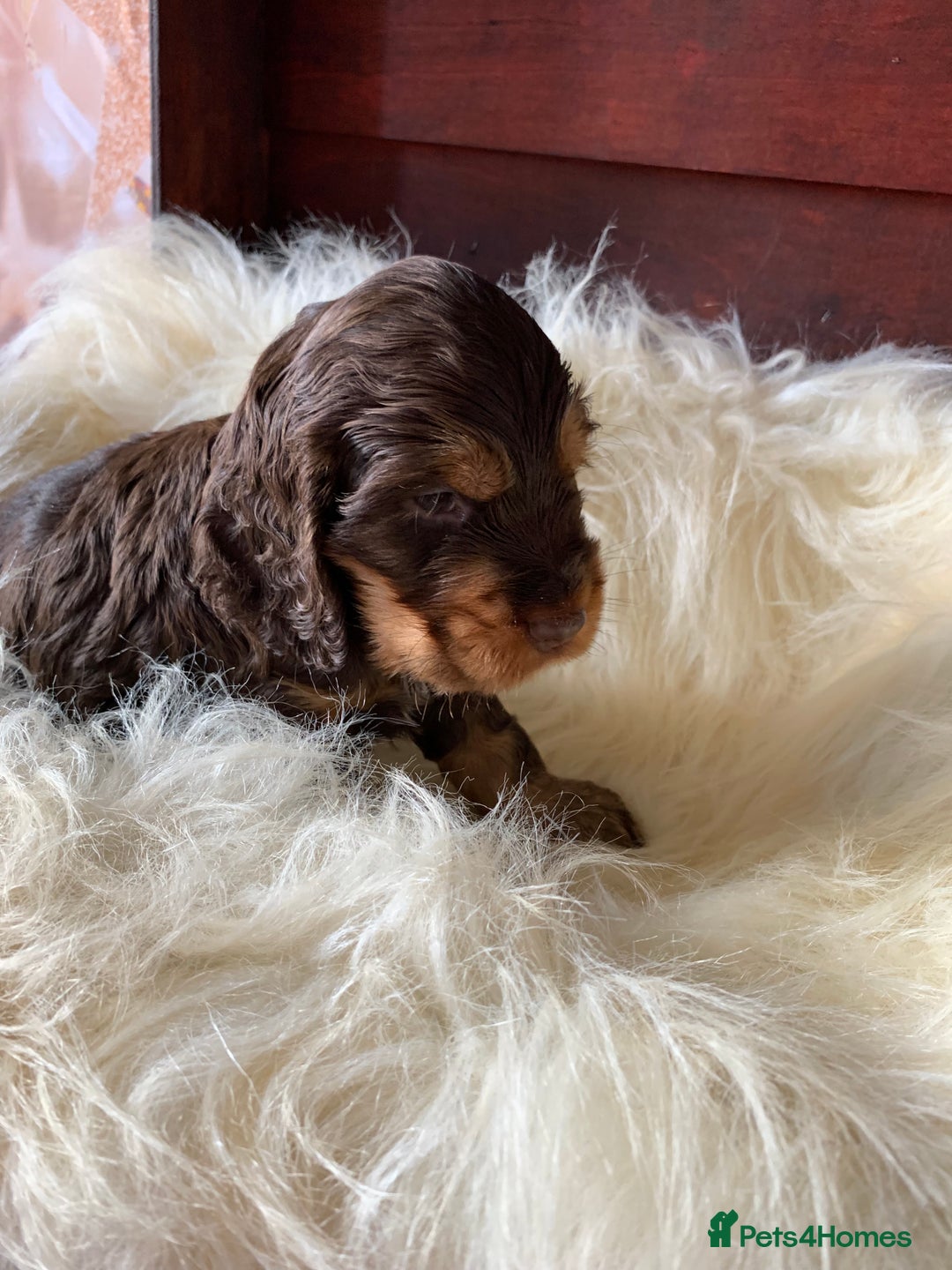Cocker Spaniel dogs for sale: 5* LICENSED KC SHOW H/TESTED PUPPIES  - Image 21