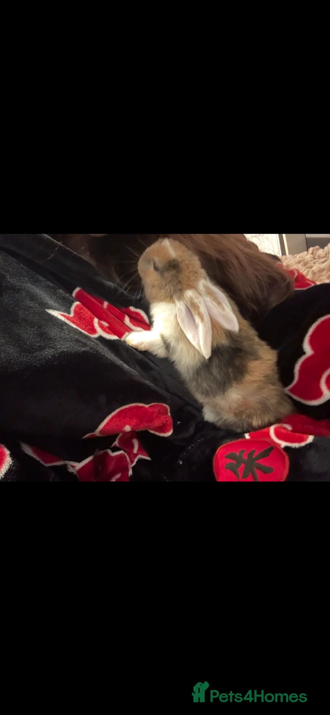 English Lop rabbits for sale: Adorable Baby Rabbits for Sale 🐰💛 - Advert 9