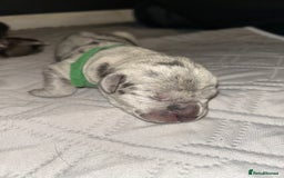 Cane Corso dogs for sale: Cane Corso Puppies  - Advert 24