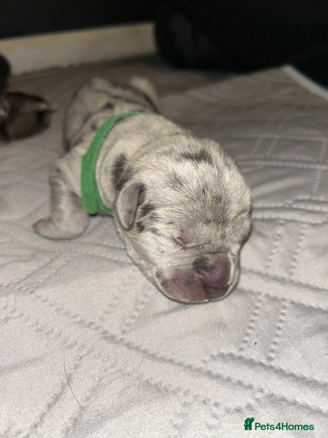 Cane Corso dogs for sale: Cane Corso Puppies  - Advert 24