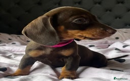 Miniature Dachshund dogs for sale: Miniature dachshunds READY for forever home 🐶🤎 - Image 18