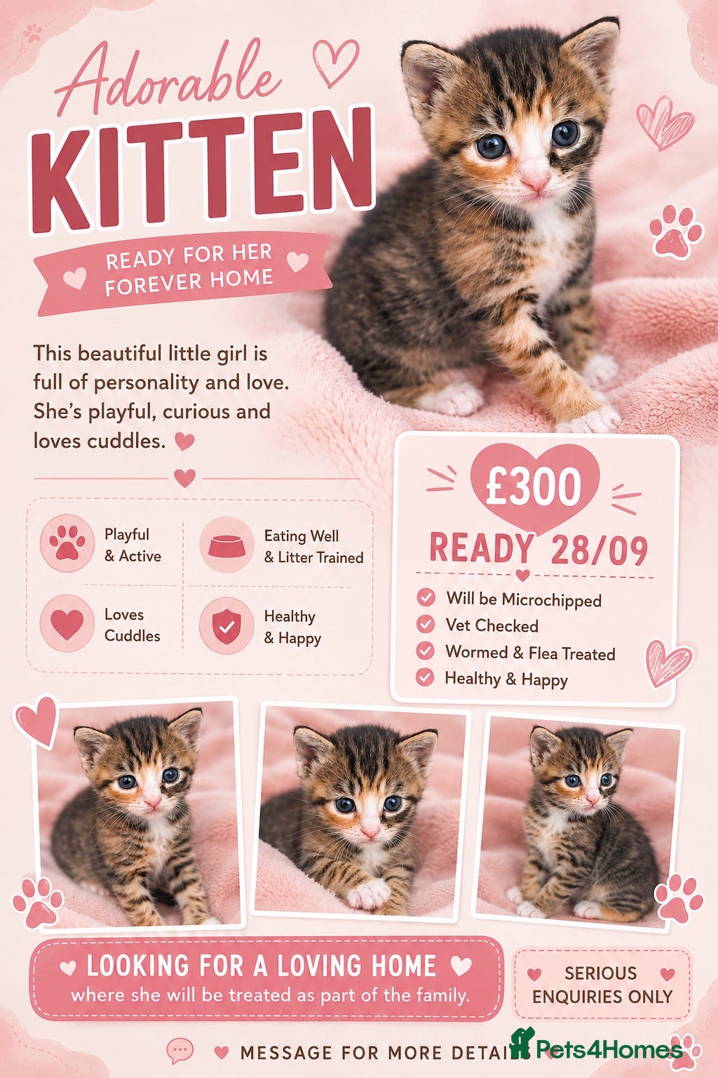 Mixed Breed cats Beautiful tabico girl  - Advert 5