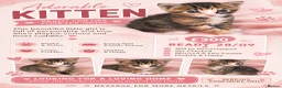 Mixed Breed cats for sale: Beautiful tabico girl  - Advert 1