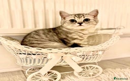 British Shorthair cats for sale: Champion Line Gorgeous BritishShortHair Kittens 🩷 - Image 6