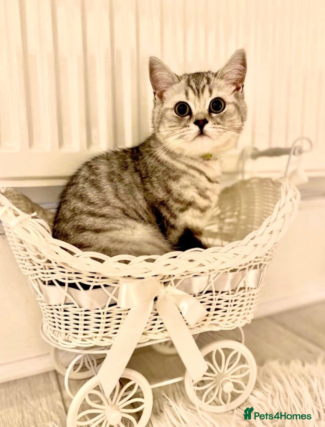 British Shorthair cats for sale: Champion Line Gorgeous BritishShortHair Kittens 🩷 - Image 6