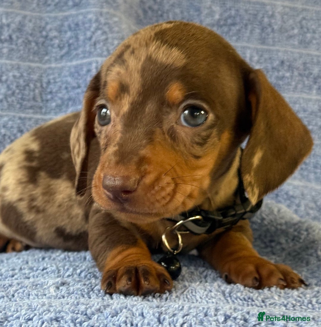 Miniature Dachshund dogs for sale: KC Reg Miniature Dachshund Puppies  - Advert 17